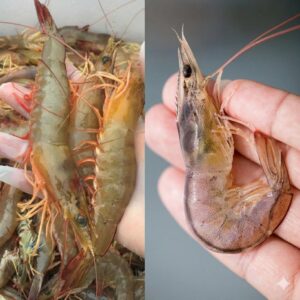 Straight Shrimp Or Curved Shrimp? The Difference May Surprise You