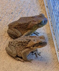 Toad in Your Home: Positive Sign or Hidden Warning?