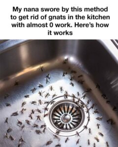 The Ultimate Guide: How to Get Rid of Gnats in the Kitchen Forever