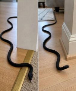 When A Snake Suddenly Enters Your House, Many People Believe It Could Be A Spiritual Warning