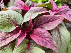 42 Times More Folic Acid Than Apples: Why This “Longevity Vegetable” Is Gaining Attention