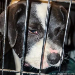 A Wounded Stray Crossed State Lines And Found The Family That Needed Her