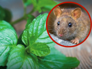 The Smells Rats Hate Most: Natural Ways To Keep Rats Away Without Killing Them