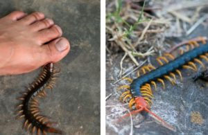 Suddenly Finding Centipedes In Your House? Don’t Rush To Kill Them — It Could Be A Sign Of…