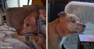 Dog Escaped a Suspected Abusive Home and Found a Forever Promise