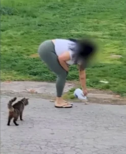 Woman Charged After Bleach Was Poured On Food Left For Neighborhood Cats