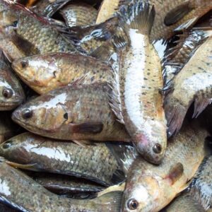 Doctors Warn: These 6 Types Of Fish Should Never Be Bought — No Matter How Cheap They Are