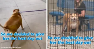 Shelter Dog Steals Every Heart During A Day Outside The Kennel