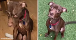 Neglected Rescue Dog Becomes The Center Of Someone’s World