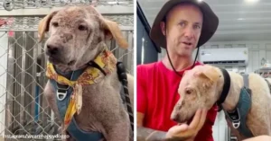Rescue Dog Leaves A Life Of Fear And Starts Learning Love