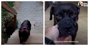 Injured, Stray Shows Up On Couples Porch In Desperate Need Of Help
