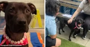 Shelter Dog Finally Finds A Family After Six Hundred Days Alone