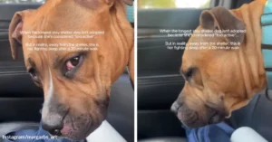 Shelter Dog Branded Too Active Only Wants Someone Beside Her
