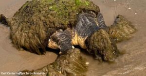 Family Finds Odd Mass On Beach And Uncovers A Dying Turtle Fighting Back
