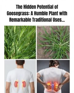 The Hidden Potential of Goosegrass: From Backyard Weed to Traditional Wellness Superstar
