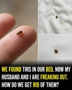 The Ultimate Homeowner’s Guide: What to Do When You Find Ticks or Pests in Your Bedding
