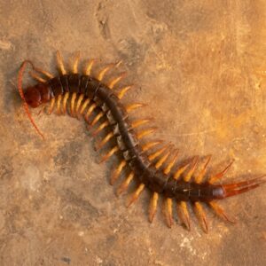 Don’t Kill a Centipede If You Find One in Your Home—No Matter How Scary It Looks. Here Are 3 Reasons Why