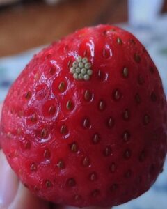 How to Properly Clean Fresh Strawberries and Remove Hidden Bugs
