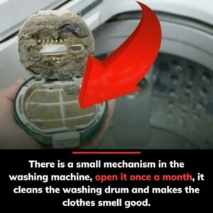 The Hidden Washing Machine Filter You Must Clean Every Month