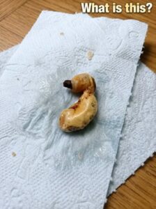 Uncovering the Mystery Behind the Strange Object Found Under a Bed