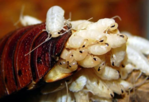 Cockroach Milk: Could It Really Become the Superfood of the Future?