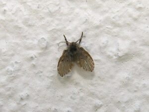 Tiny Bathroom Flies? Here’s What They Could Be and How to Get Rid of Them